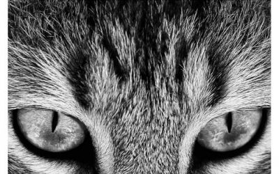 Haikai felino
